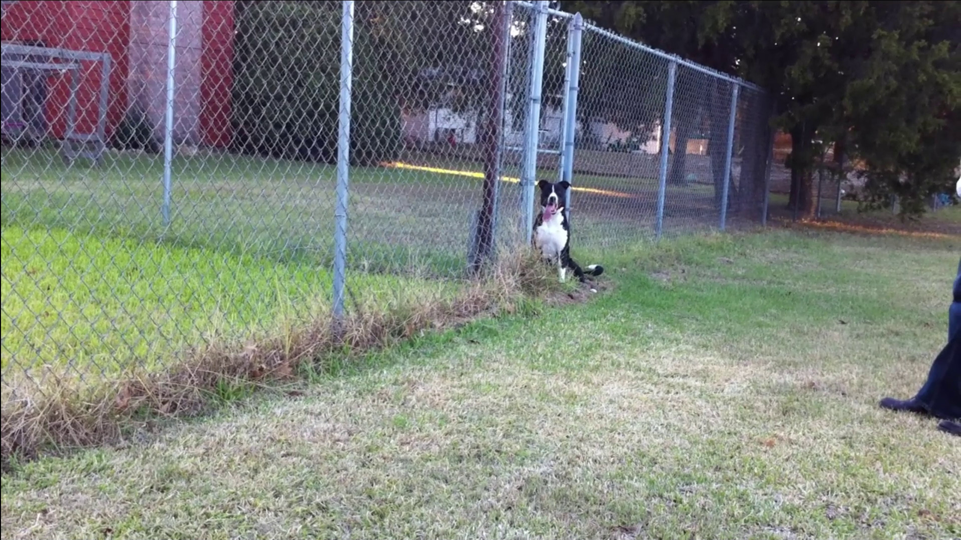 Lewis Wants his Ball